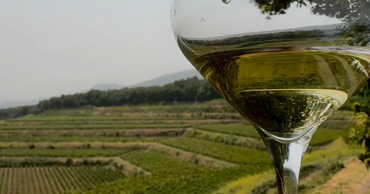 Milo revela a identidade da Carricante nos vinhos do Etna