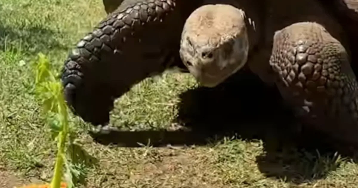 Cerro completa 60 anos com banquete especial no Zoológico de Perth