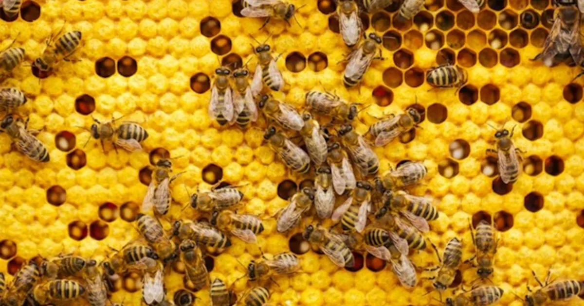 Furto de abelhas na Austrália deixa colmeias vazias e ameaça polinização