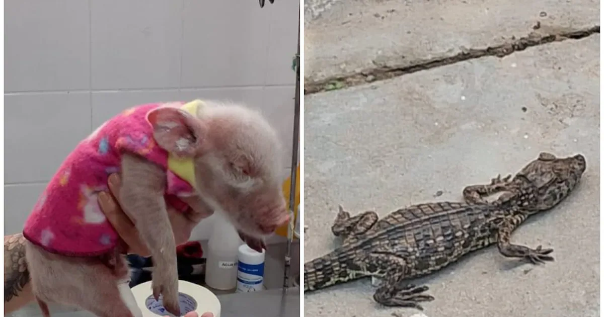 Porco e jacaré são resgatados em estações de transporte público