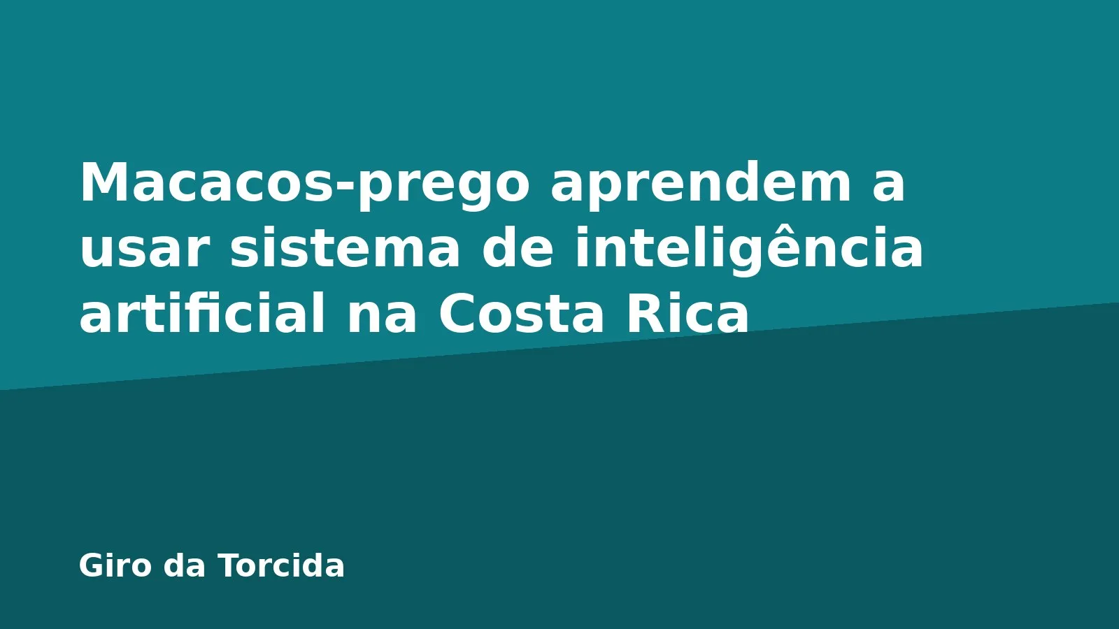 Macacos-prego aprendem a usar sistema de inteligência artificial na Costa Rica