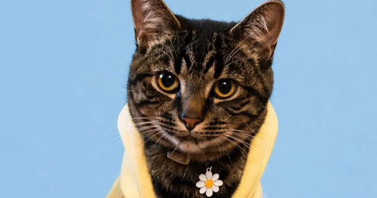 Vídeos de Finn transformam rotina de gato em negócio para Olivia Lamper