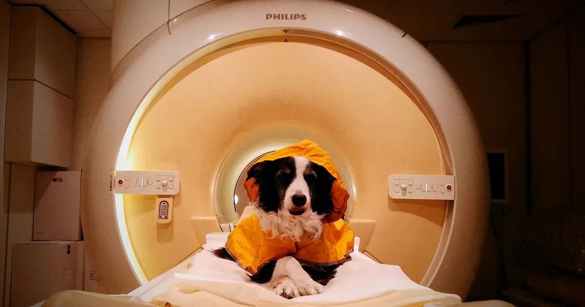 Estudo mostra como cães reagem a expressões emocionais humanas