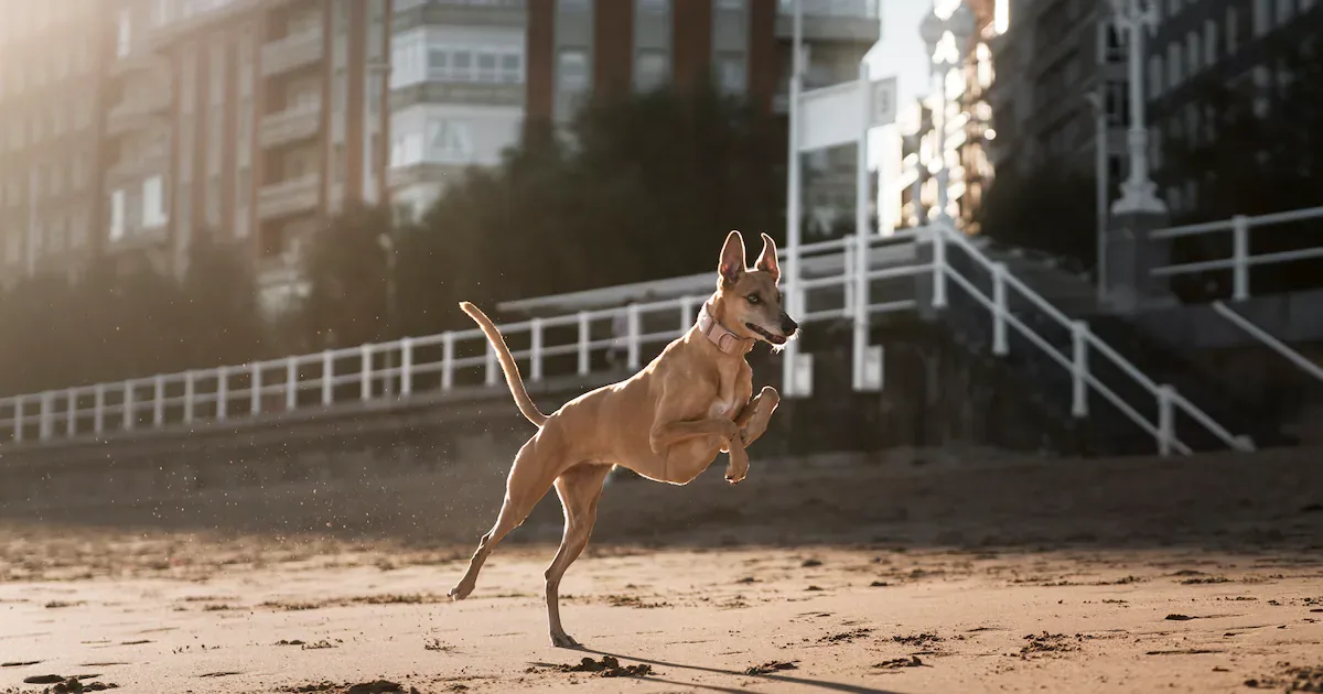 Como preparar seu cachorro para encontrar o caminho de casa