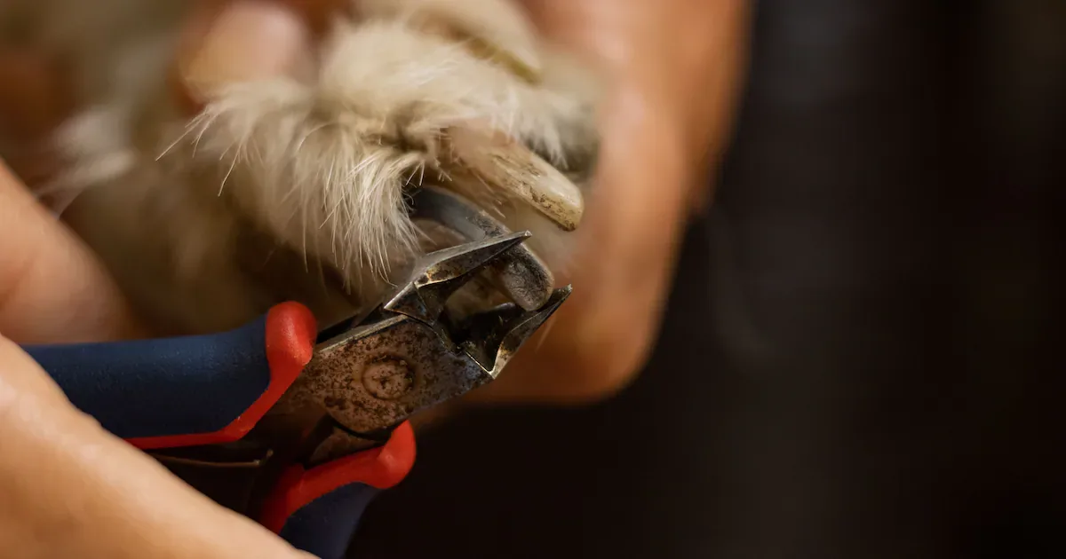 Barulho das unhas no chão pode indicar que o pet precisa de corte