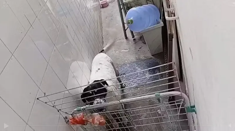 Investigação sobre creche de cães em Botafogo termina com indiciamento do casal