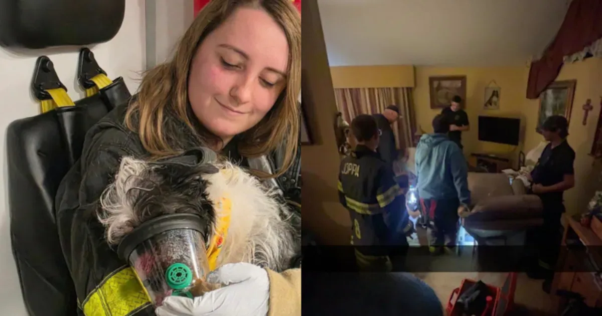 Cachorro é resgatado após ficar preso em poltrona nos Estados Unidos