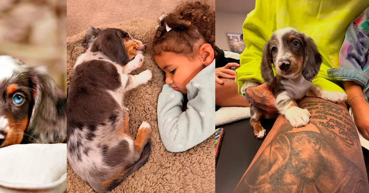 Mavie ganha filhote de Dachshund com Neymar e Bruna Biancardi