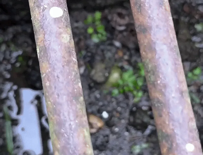 Biólogo resgata dois filhotes de quero-quero presos em bueiro