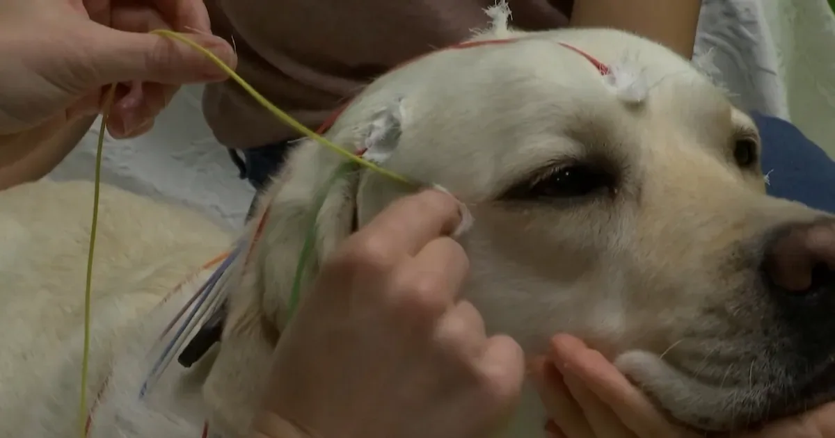 Cães identificam padrões na fala, aponta estudo com atividade cerebral