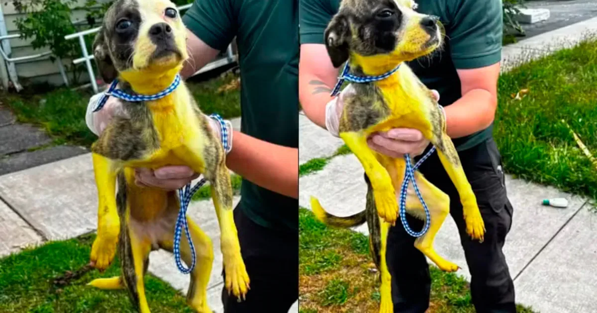 Cadelinha resgatada após abandono passa por dezesseis banhos e é adotada