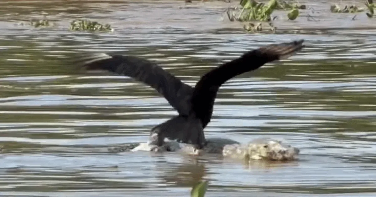 Urubu gira jacaré morto ao tentar se alimentar no Pantanal
