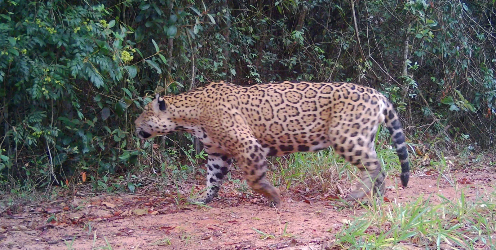 Onça-pintada é conduzida de volta ao Parque Estadual Morro do Diabo