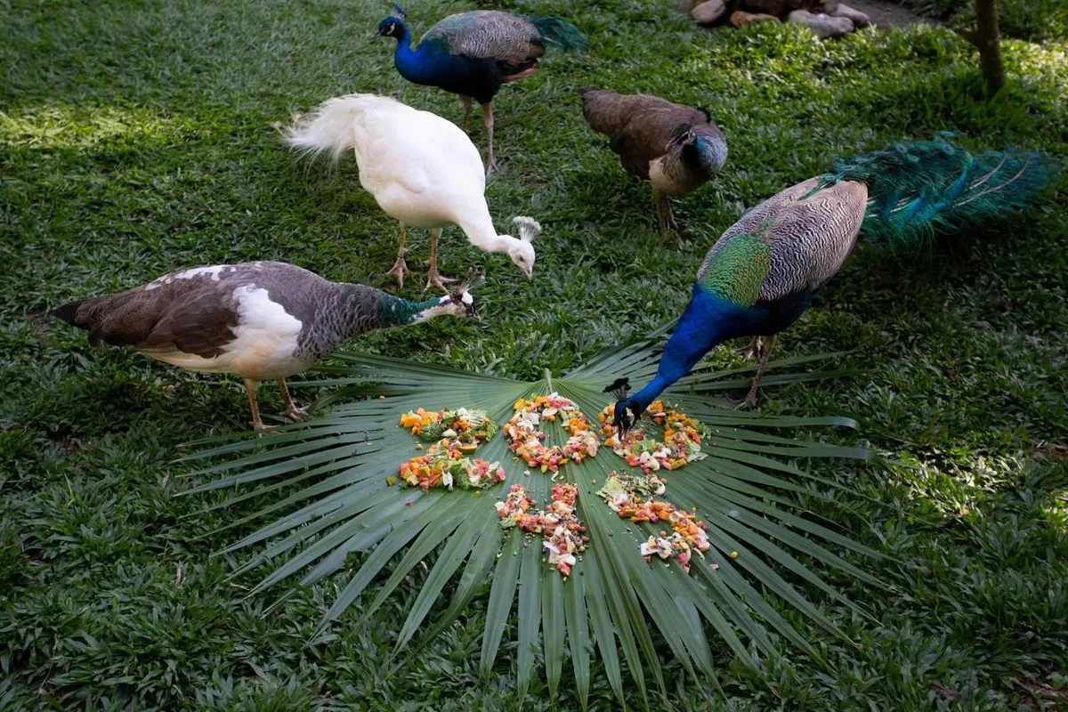 Zoo-VR celebra 45 anos com melhorias estruturais e ações para os animais