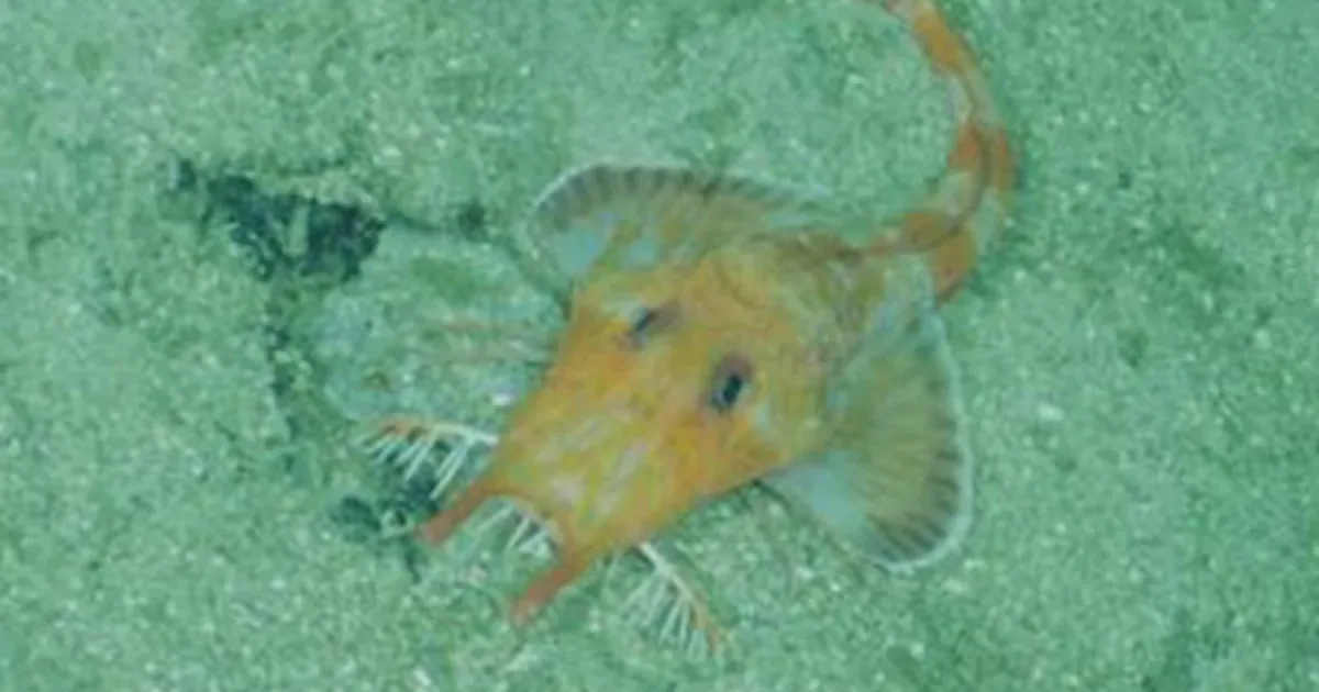 Peixe das profundezas caminha de lado e para trás no Mar da China Meridional