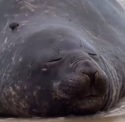 Elefante-marinho é encontrado descansando na Praia de São Conrado