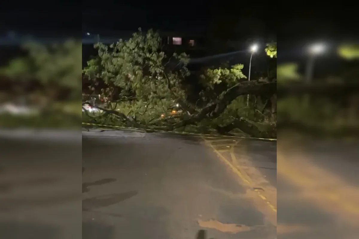Carro fica danificado após queda de árvore na quadra 312 da Asa Norte