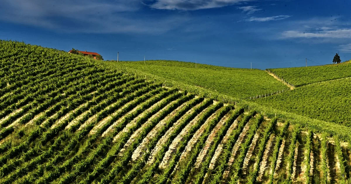 Safra de Barbera anima o Piemonte, mas setor enfrenta queda no consumo