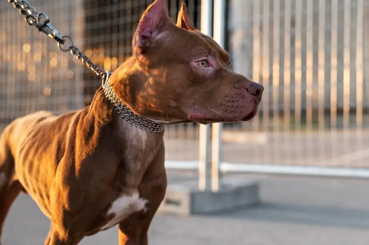 Família é impedida de voltar para casa após ataque de pit bull em Mineiros
